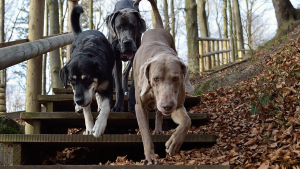Illustration : Trois chiens permettent à un jeune couple, perdu en montagne, de s’en sortir !