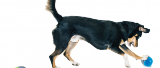 Illustration : "Petsafe présente sa nouvelle gamme d’accessoires pour chien et chat"