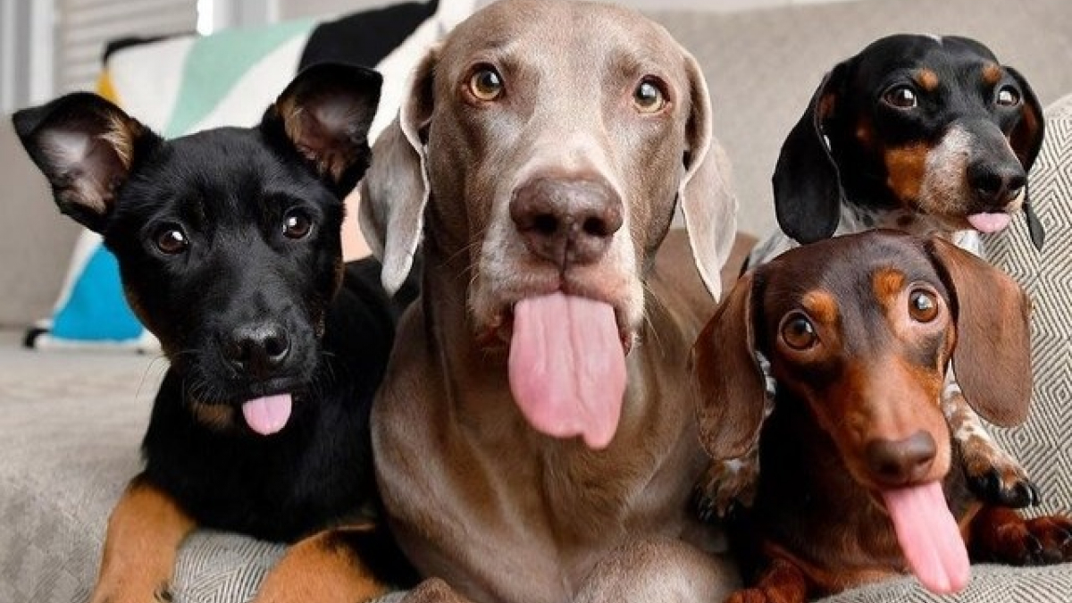 Illustration : "18 chiens qui n’ont littéralement pas leur langue dans leur poche"