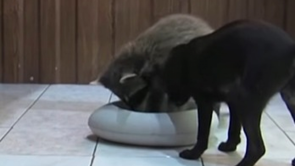 Illustration : "Un chien et un raton laveur deviennent les meilleurs amis du monde"