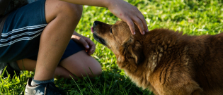 Illustration : "Un chien ne vous aime pas? Il existe des signes pour le savoir ! "