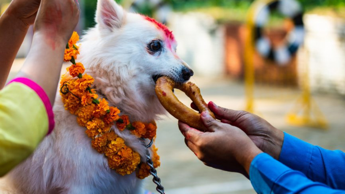 Illustration : "Le Népal met à l’honneur les chiens à l’occasion du Kukur Tihar"