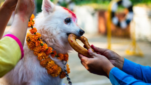 Illustration : Le Népal met à l’honneur les chiens à l’occasion du Kukur Tihar