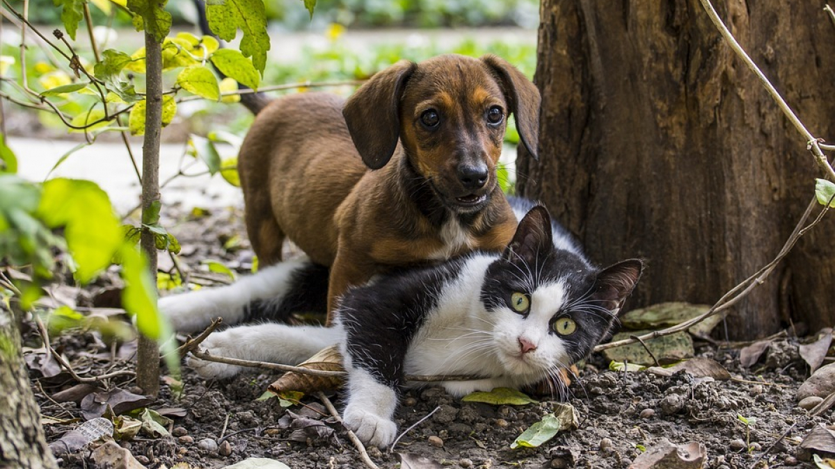 Illustration : "Une trentaine d’animaux sauvés par la SPA dans les Yvelines"