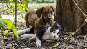 Illustration : "Une trentaine d’animaux sauvés par la SPA dans les Yvelines"