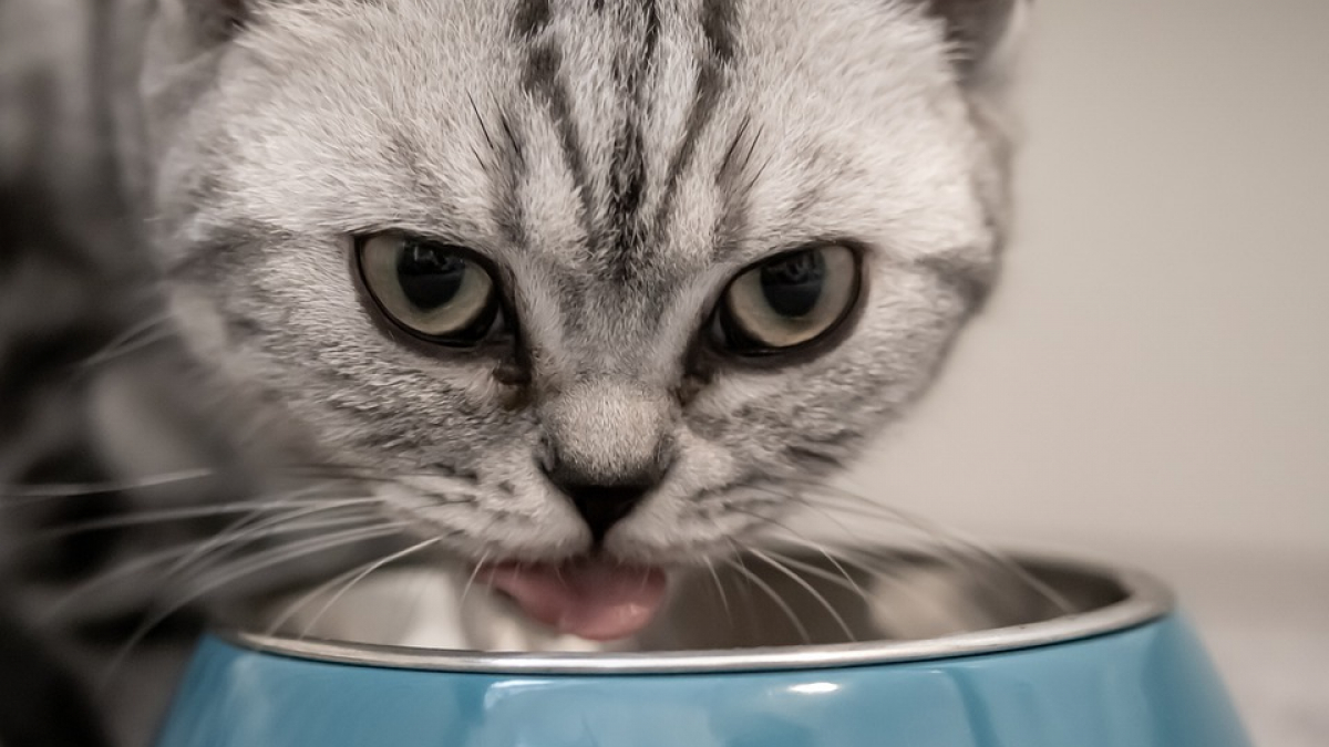 Illustration : "10 aliments que vous ne devez pas donner à votre chat, même s’il vous implore du regard"