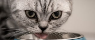 Illustration : "10 aliments que vous ne devez pas donner à votre chat, même s’il vous implore du regard"