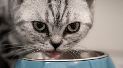 Illustration : 10 aliments que vous ne devez pas donner à votre chat, même s’il vous implore du regard