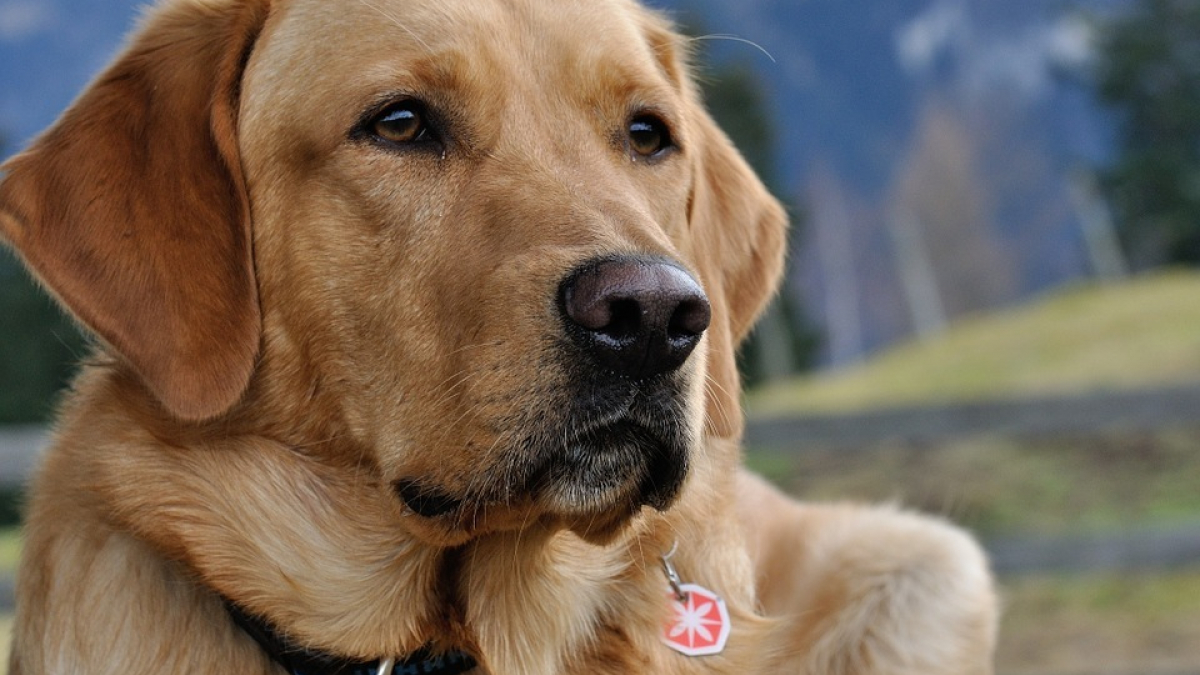 Illustration : "Handicapée, elle reçoit un chien d’assistance grâce au soutien d'une association"