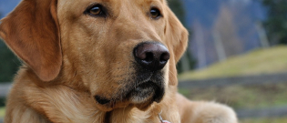 Illustration : "Handicapée, elle reçoit un chien d’assistance grâce au soutien d'une association"