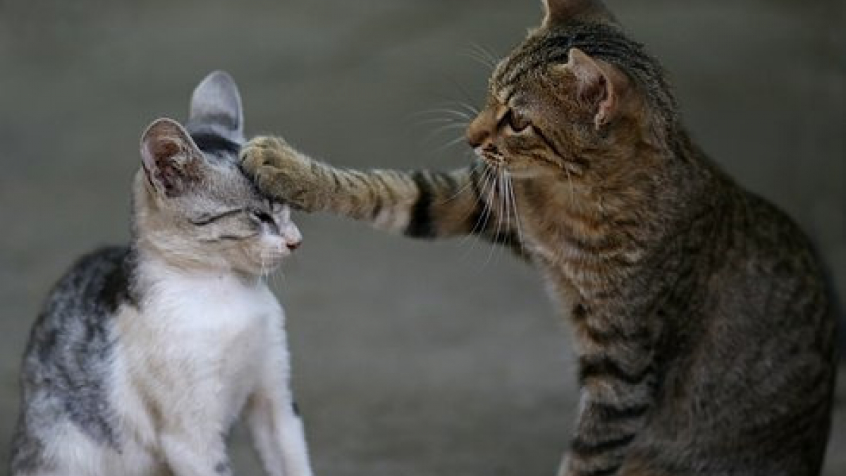 Illustration : "Deux chats sauvent un couple de l'effondrement de leur maison !"