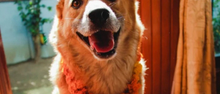 Illustration : "Le festival Kukur Tihar met à l'honneur le chien au Népal !"