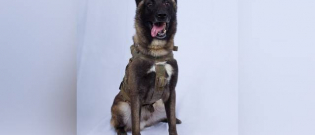 Illustration : "Un Berger Malinois permet l'appréhension du leader de Daesh, Abou Bakr al-Baghdadi !"
