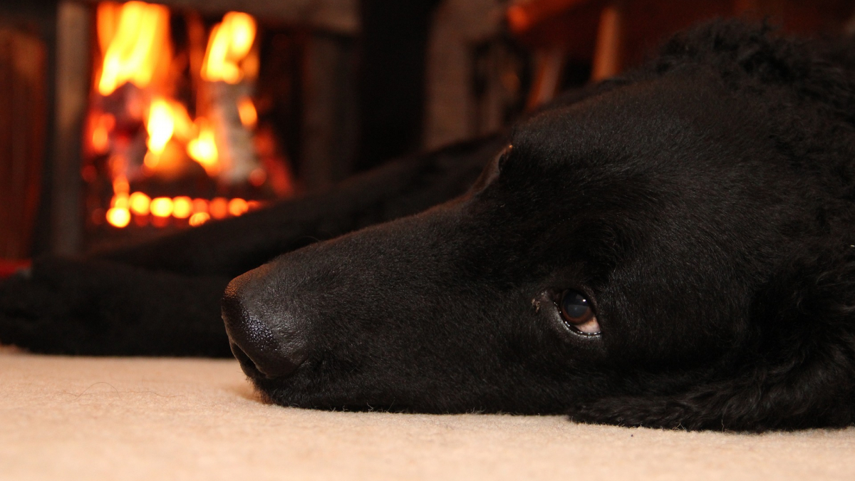 Illustration : "Un chien provoque un incendie chez sa propriétaire en jouant avec l’allume-gaz"