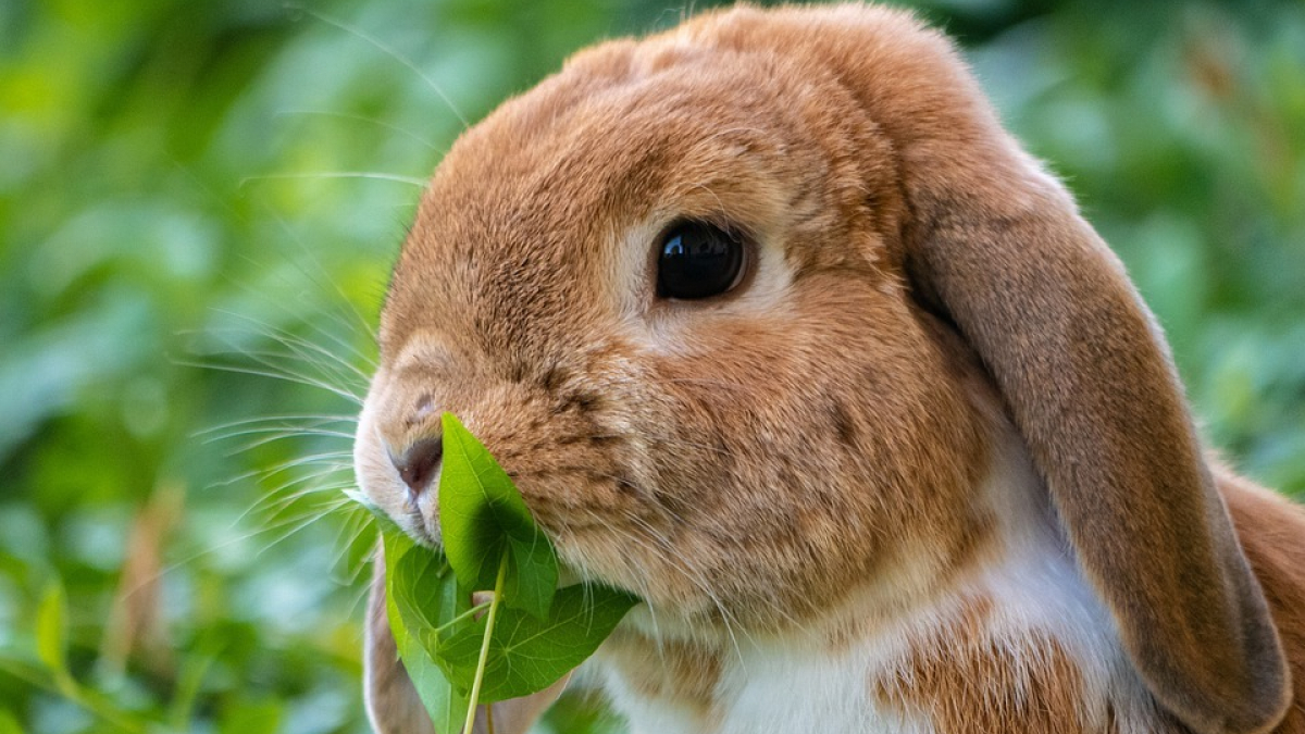 Illustration : "Les effets néfastes de la domestication des lapins, leur santé menacée !"