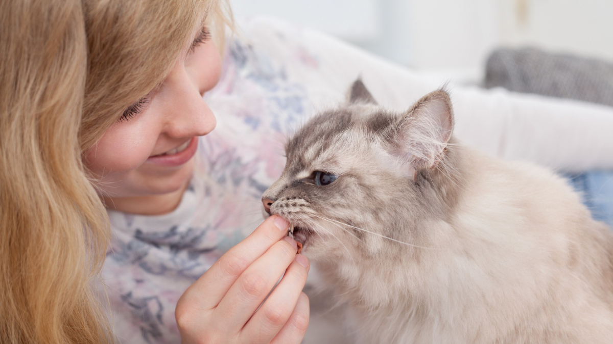 Illustration : "Les friandises bio pour chat"