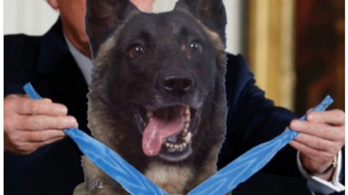 Illustration : "Donald Trump blague et twitte un montage où il remet une médaille au chien ayant poursuivi Al-Baghdadi"