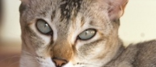 Illustration : "8 races de chats parmi les plus affectueuses"