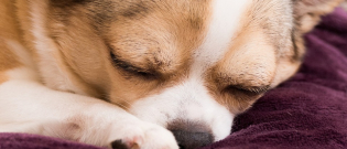 Illustration : "C'est de vous dont rêve votre chien selon une experte en psychologie ! "