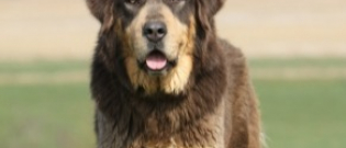 Illustration : "Le chien pour sauver les steppes et les traditions mongoles"