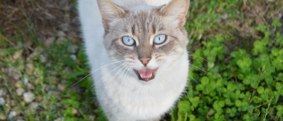 Illustration : "12 comportements qu’a votre chat et que vous ne compreniez peut-être pas"