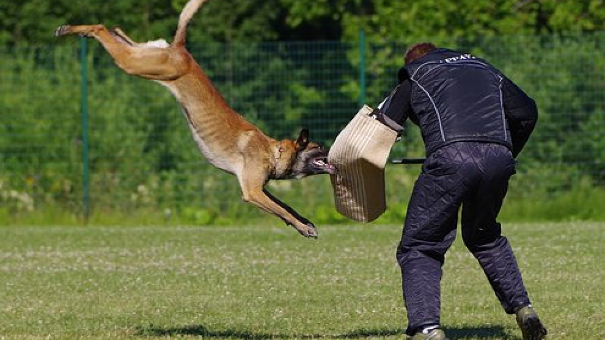 Illustration : "Un chien frappé et mis K-O, une association réclame une meilleure considération des chiens "