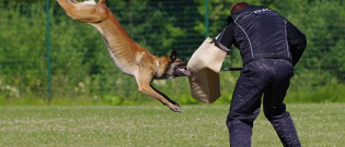 Illustration : "Un chien frappé et mis K-O, une association réclame une meilleure considération des chiens "
