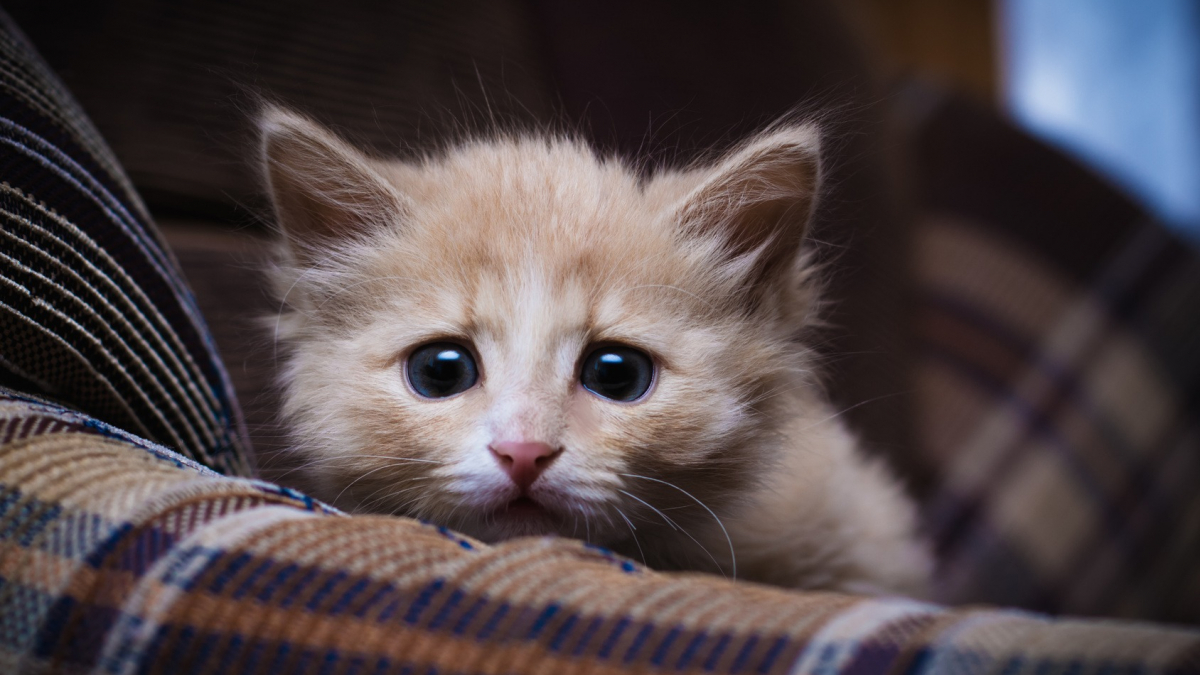 Illustration : "43 chatons et un chiot découverts par la douane dans un fourgon dans les Hautes-Alpes"