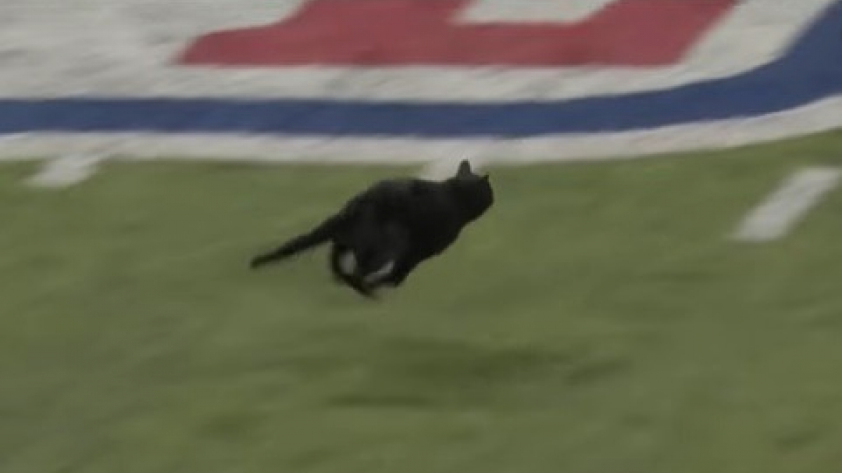 Illustration : "Un chat fait sensation en débarquant sur le terrain en plein match de football américain"