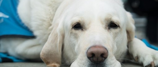 Illustration : "Aveugle de naissance, cette comportementaliste canin sensibilise le jury de la Fondation de France"