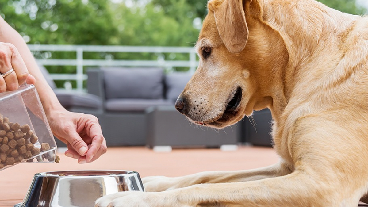 Illustration : "L’alimentation bio pour chien"