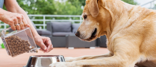 Illustration : "L’alimentation bio pour chien"