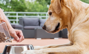 Illustration : "L’alimentation bio pour chien"