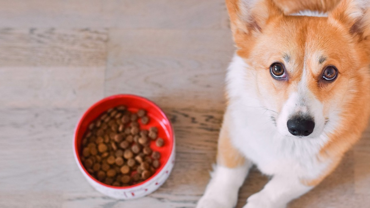 Illustration : "Pourquoi choisir une alimentation bio pour son chien ?"