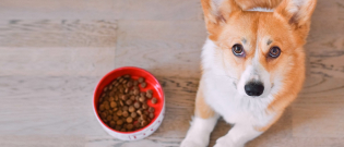 Illustration : "Pourquoi choisir une alimentation bio pour son chien ?"
