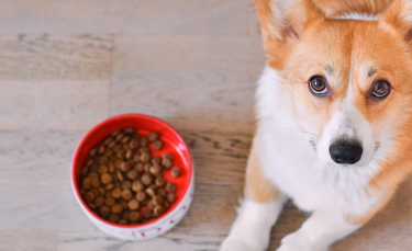 Illustration : "Pourquoi choisir une alimentation bio pour son chien ?"