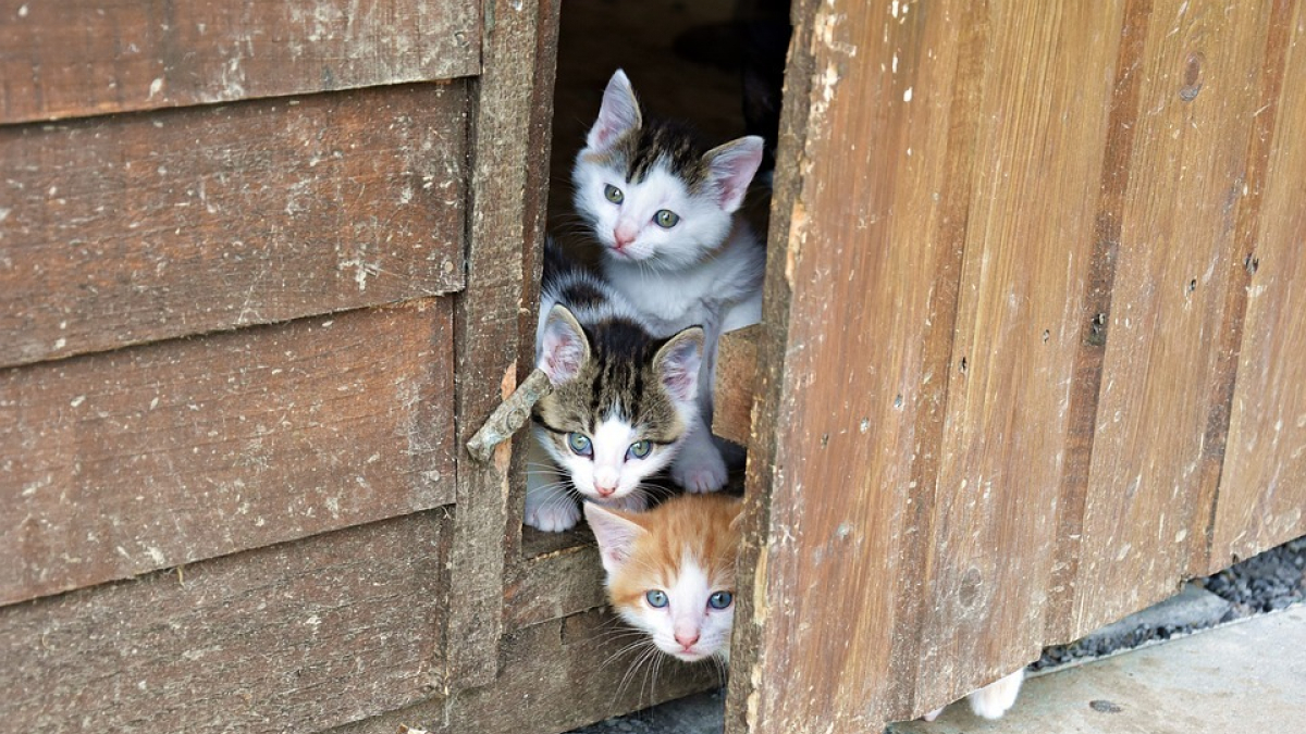 Illustration : "Un arrêté pour stériliser les chats errants dans nos villes, pour bientôt ?"