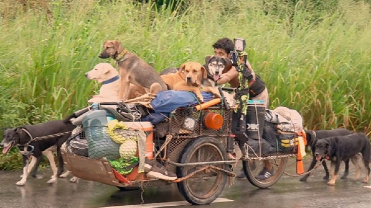 Illustration : "Cet homme fait le tour du Mexique pour sauver les chiens blessés ou malades"