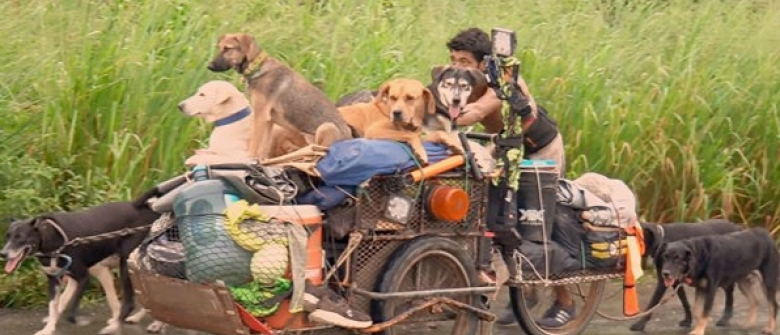 Illustration : "Cet homme fait le tour du Mexique pour sauver les chiens blessés ou malades"