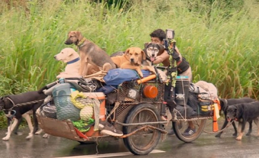 Illustration : "Cet homme fait le tour du Mexique pour sauver les chiens blessés ou malades"