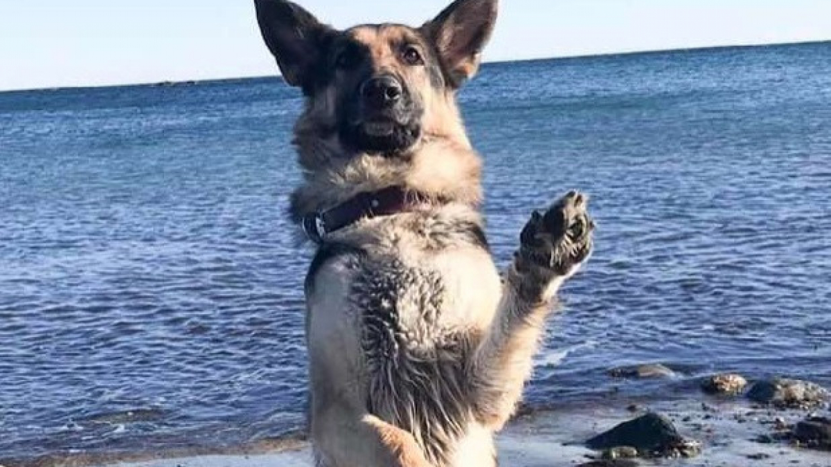 Illustration : "(Vidéo) Préparée au pire, cette chienne d'assistance sait également pratiquer le massage cardiaque ! "