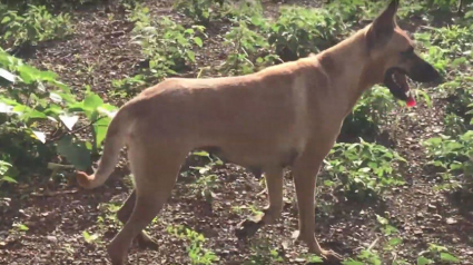 Illustration : Un chien secouru dans la rue alors qu’il n’avait plus que la peau sur les os