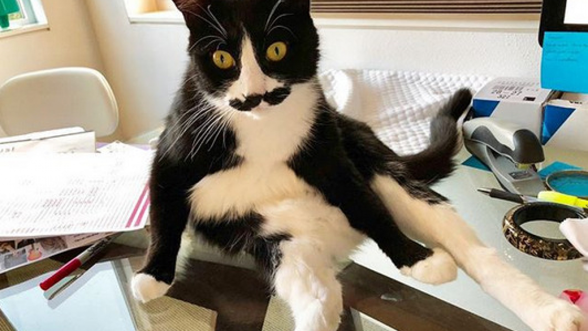 Illustration : "Ces chats à moustache qui participent au Movember !"