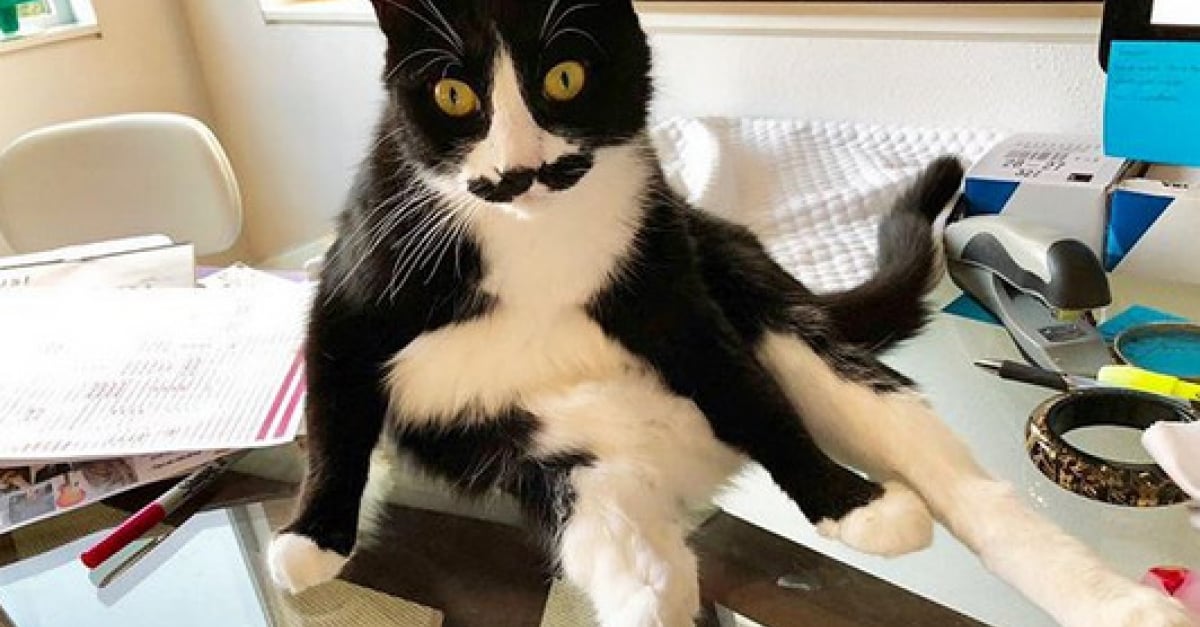 A Quoi Sert La Moustache Du Chien Ces chats à moustache qui participent au Movember