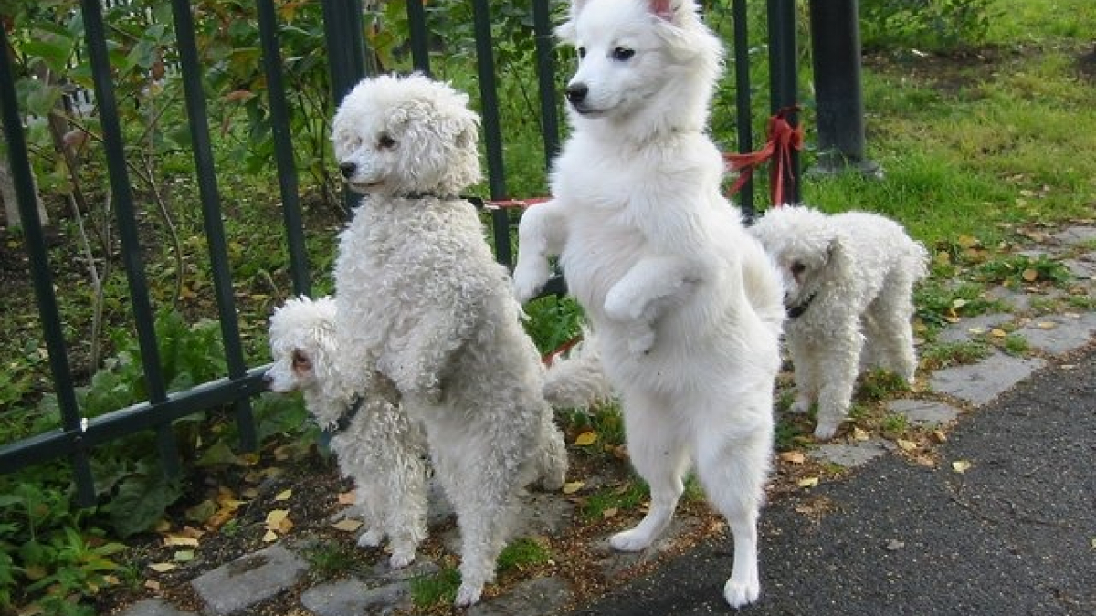 Illustration : "Impossible de ne pas sourire en découvrant ces 10 photos de chiens"