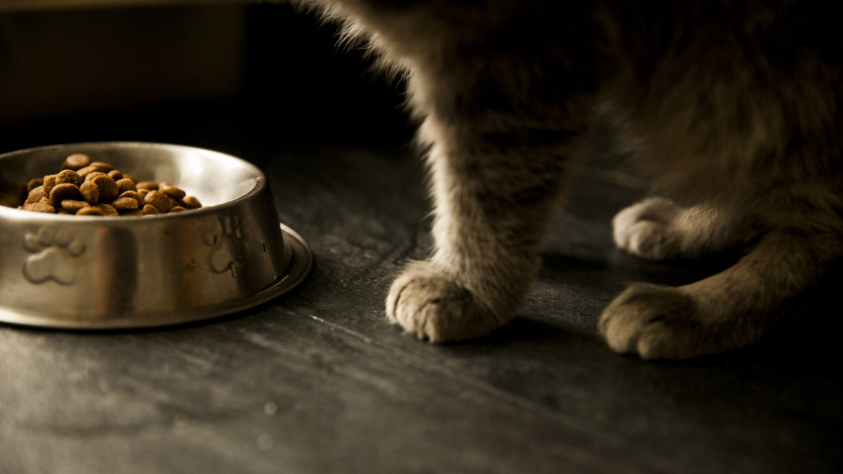 Friandise pour chat : le guide pour bien choisir !