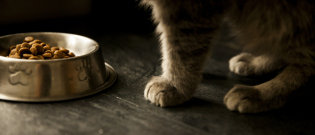 Illustration : "L’alimentation bio pour chat"