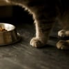 Illustration : L’alimentation bio pour chat