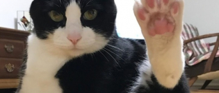 Illustration : "14 faits chez le chat qui font de lui, un animal à part ! "