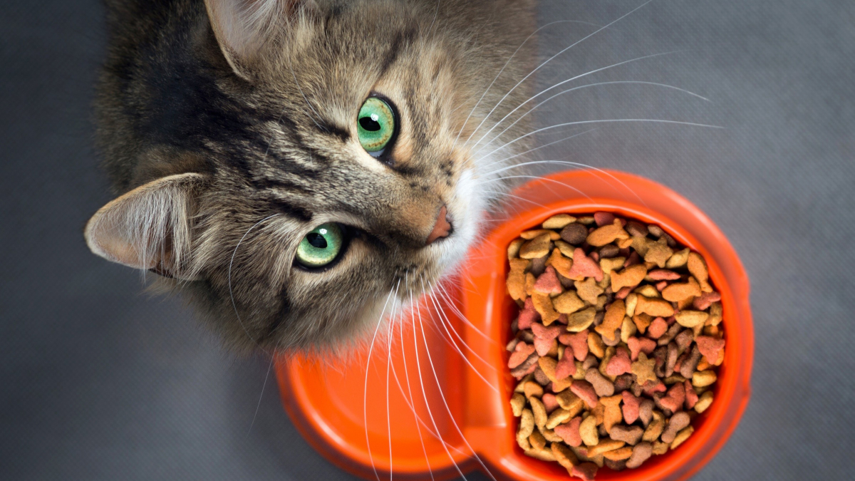 Illustration : "Pourquoi choisir une alimentation bio pour son chat ?"
